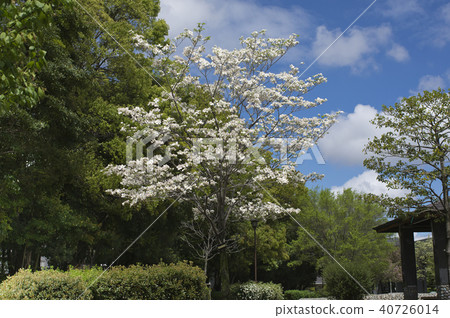 Dogwood in the flowering park 40726014