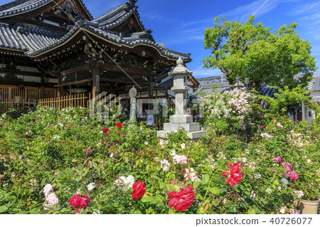Ogasa Kannon Rose 40726077