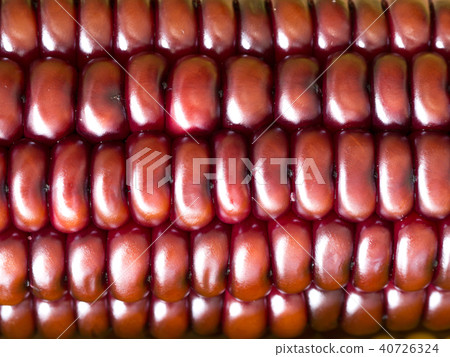 select focus of brown corn. Nature for texture 40726324
