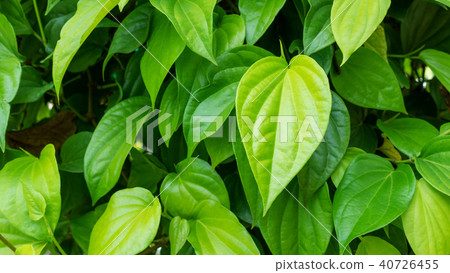 Green piper betle leaf for a nature background. Green piper betle leaf for a nature background. 40726455