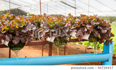 Red oak plant in a hydroponic vegetable garden. Red oak plant in a hydroponic vegetable garden. 40726457