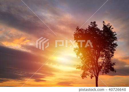 Silhouettes of tree on sunset background Silhouettes of tree on sunset background 40726648