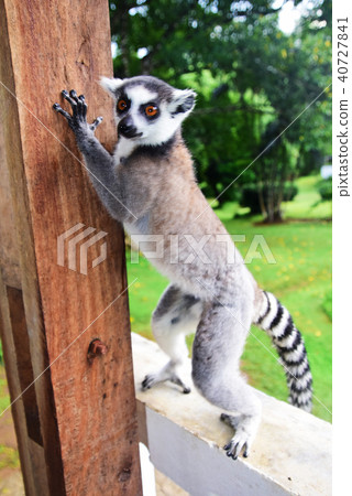 Wolverine lemur Wolverine lemur 40727841