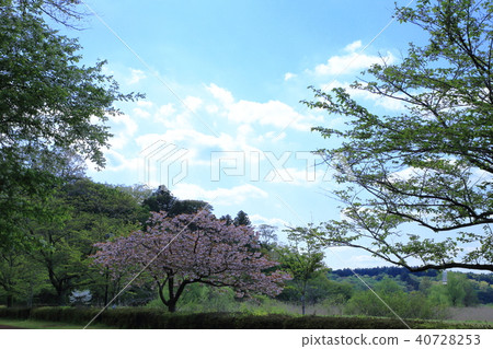 Hakuuma自然公園茨城縣 40728253