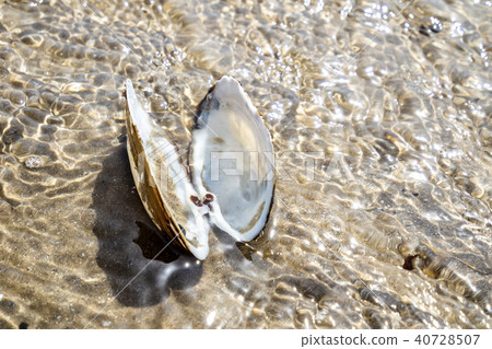 Concept of travel destination holiday beach time with a mussel in the water Concept of travel destination holiday beach time with a mussel in the water 40728507