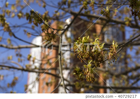 just bloomed maple leaves just bloomed maple leaves 40729217