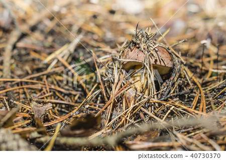 boletus in the woods 40730370