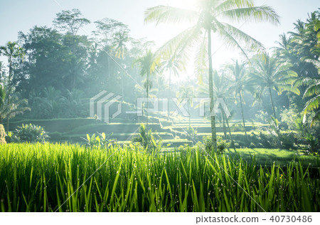Tegalalang rice terrace, Bali, Indonesia Tegalalang rice terrace, Bali, Indonesia 40730486