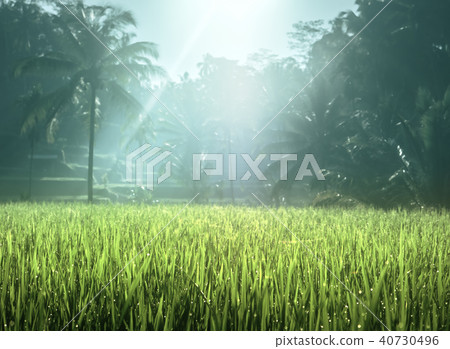 Tegalalang rice terrace, Bali, Indonesia 40730496