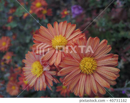 Elegant chrysanthemum Elegant chrysanthemum 40731182