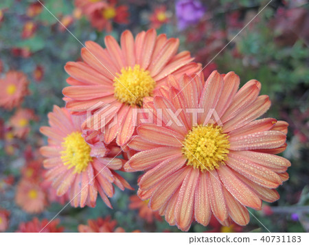 Elegant chrysanthemum Elegant chrysanthemum 40731183