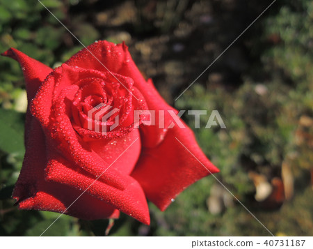 Red rose wet in morning dew Red rose wet in morning dew 40731187
