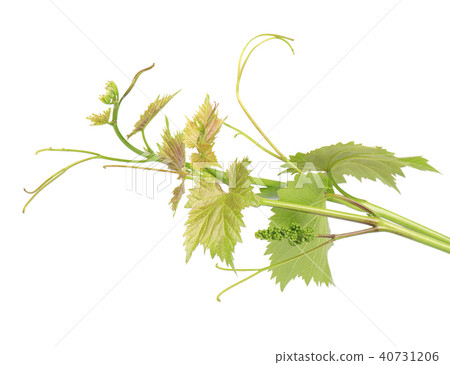 Grape leaves vine branch with tendrils, isolated on white background, clipping path included. Green Grape leaves vine branch with tendrils, isolated on white background, clipping path included. Green 40731206