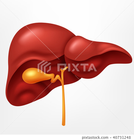Human liver in digestive system illustration Human liver in digestive system illustration 40731248