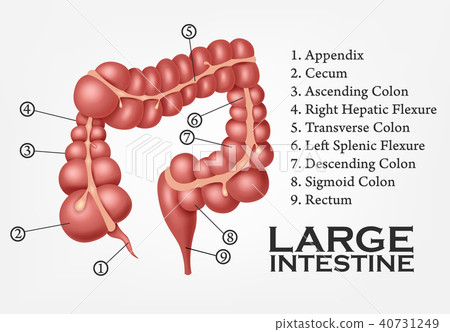 Large Intestine Human Anatomy 40731249