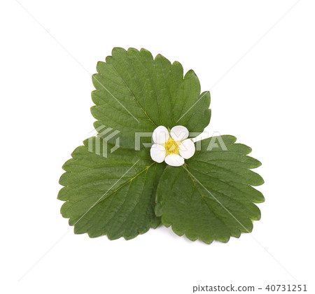 Strawberry flower and leaves isolated on white background. 40731251