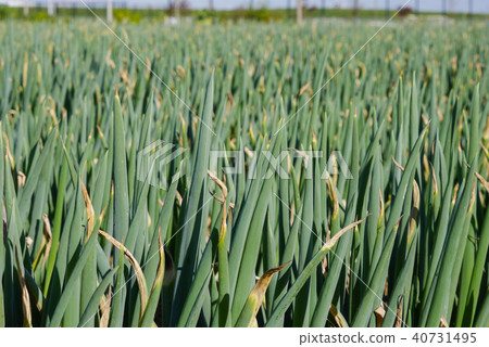 Chiba Chiba 40731495