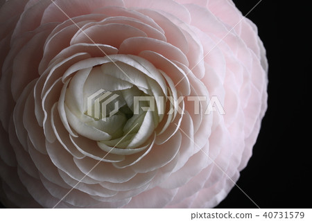 Glorious paigle. Close up 40731579