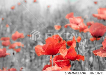 Remembrance poppy Remembrance poppy 40731695