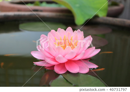 Pale pink lily flower and medaka Pale pink lily flower and medaka 40731797