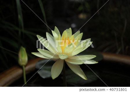 黃色百合花 40731801