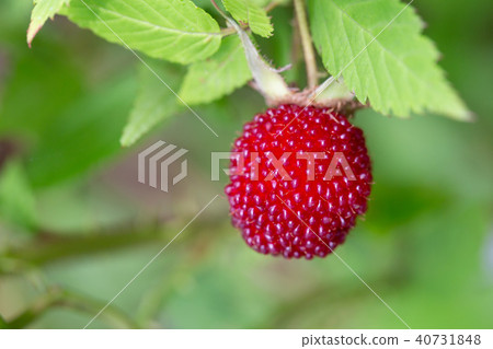 Wild strawberries Wild strawberries 40731848