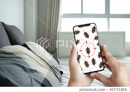 Women are checking for detecting bed bugs in Women are checking for detecting bed bugs in 40731868