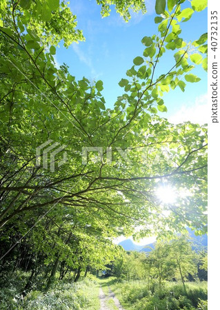 在Oyama山的腳的山毛櫸樹 40732135
