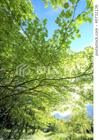 Beech tree at the foot of Oyama mountain 40732136