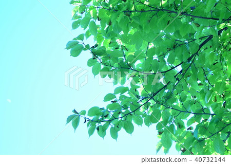 春天的年輕葉子 40732144