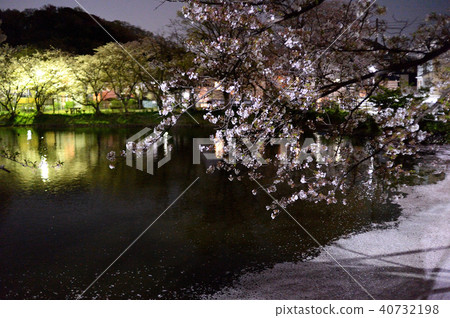 Obohip Yado Ike Yukari cherry tree 40732198