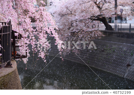 大岡河長廊櫻花 40732199