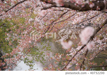 Ooka River Promenade Cherry Blossoms 40732200