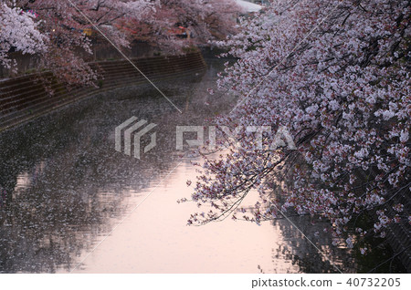Ooka River Promenade Cherry Blossoms 40732205