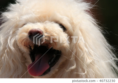 Wank! Wank! 40732230