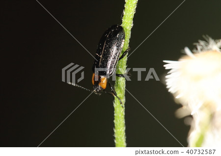 Creatures Insects Walnut beetles, as the name suggests, feed on grass and onion gummi. Sometimes it seems to be naked Creatures Insects Walnut beetles, as the name suggests, feed on grass and onion gummi. Sometimes it seems to be naked 40732587