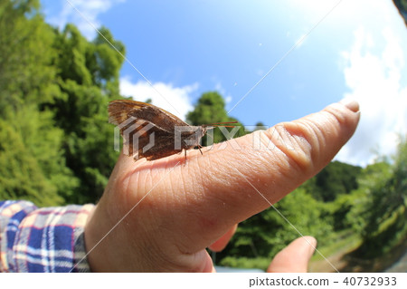 手騎乘任期蝴蝶 40732933