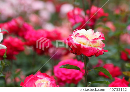 Rose Flower Jubilee Du Prince de Monaco Rose Flower Jubilee Du Prince de Monaco 40733112
