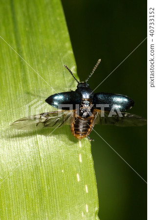 生物昆蟲Kokutarari ruguet,準備飛行。上翼看起來圍繞鉸鏈旋轉90度並打開 生物昆蟲Kokutarari ruguet,準備飛行。上翼看起來圍繞鉸鏈旋轉90度並打開 40733152