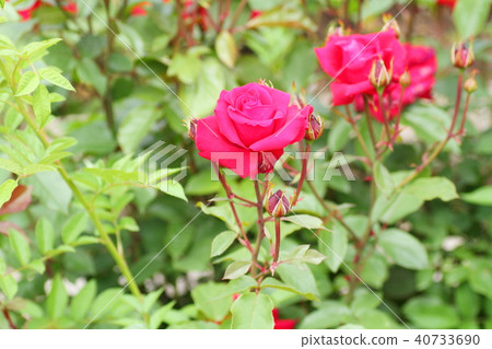 Red rose flower Rob Roy 40733690