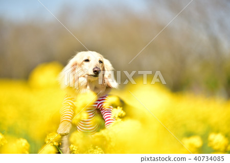 達赫斯和油菜花 達赫斯和油菜花 40734085