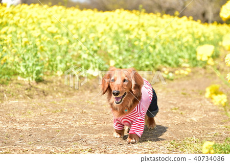 達赫斯和油菜花 40734086