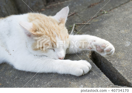 Stretching cat 1 40734170