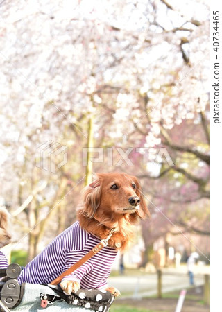 Dax and cherry blossoms Dax and cherry blossoms 40734465