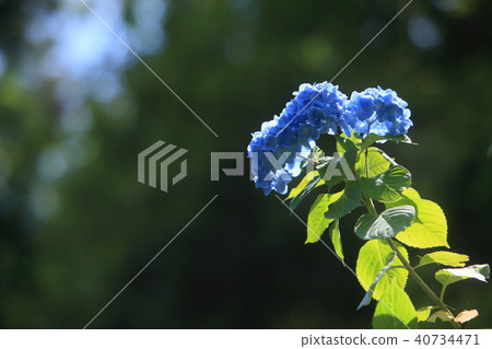 雨中的繡球花開始了 40734471