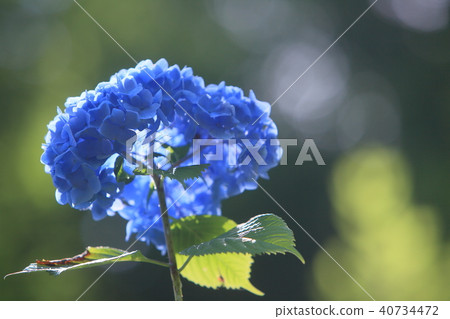 繡球花沐浴在光明中 40734472