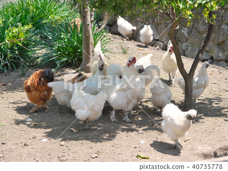 Crow bird chicken (dwarf) 40735778