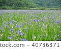 Okura Yoshika的Ok Laresa 40736371