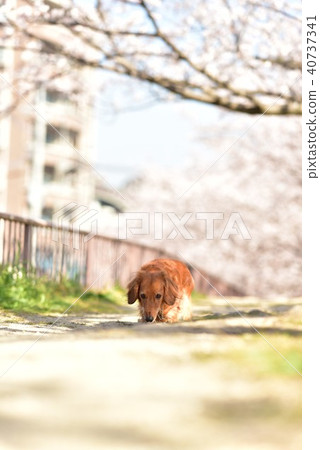 Dax and cherry blossoms Dax and cherry blossoms 40737341