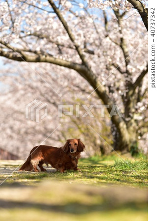 鴨子和櫻花 鴨子和櫻花 40737342